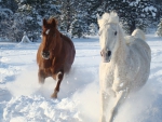 Horses Running in the Snow