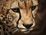 Cheeta Up Close F1