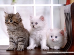 Cute Persian Kittens