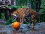 Tiger Playing