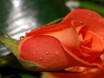 Bright Orange Rose