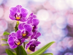 Pretty orchids