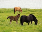PONIES