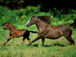 TOGETHER GALLOPING