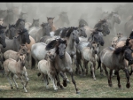 WILD HORSES