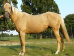 Palomino