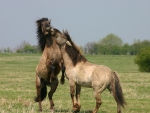 FIGHTING HORSES
