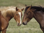LOVE BETWEEN HORSES