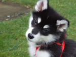 Alaskan Malamute Pup.
