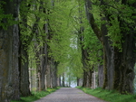 Tree avenue