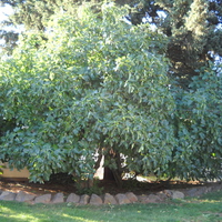 Our big fig tree