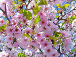 Cherry tree blossoms
