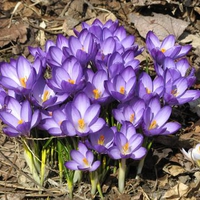 Purple Crocus