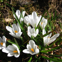 White Crocus