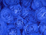 blue roses