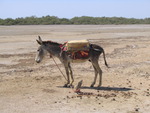 Donkey transport