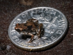 tiniest frog worldwide