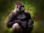 gorilla