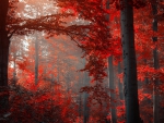 Red Autumn Forest