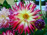 Yellow Pink Spider Dahlia