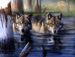 Wolves bathing