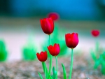 Red Tulips
