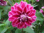 Dahlia