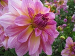 Pink Dahlia