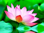 PINK LOTUS