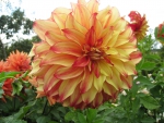  Dahlia