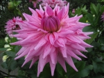 Pink Dahlia
