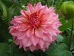 Big Dahlia