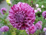 Purple Dahlia