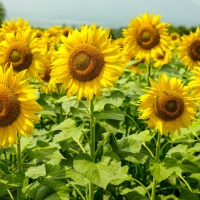 Sunflower Field