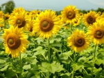 Sunflower Field