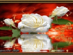 White Rose Reflection