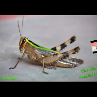 Maa Mangolchondi Studio