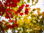Bright Maple Leaves
