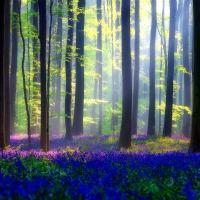 Bluebells forest