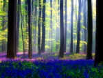 Bluebells forest