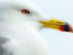 Beautiful Seagull