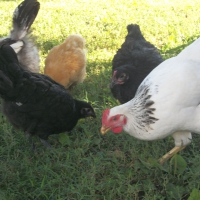Feeding time for the girls