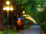 park alley in the evening