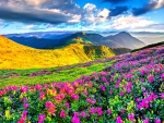 MOUNTAIN WILD FLOWERS