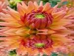 Dahlia Reflection