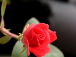 the beauty of a rose