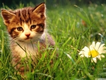 cute kitten near a flower