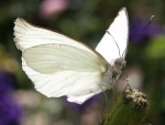 White Butterfly