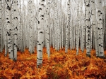 Birch Trees in Autumn
