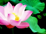 LOTUS BEAUTY